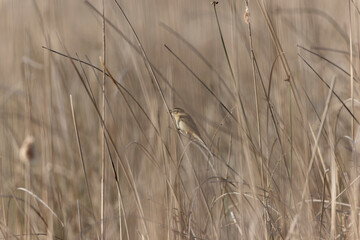 Fototapeta premium Acrocephalus schoenobaenus Sedge Warbler perching on reed, singing or in flight