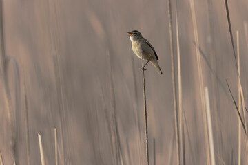 Acrocephalus schoenobaenus Sedge Warbler perching on reed, singing or in flight