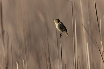 Acrocephalus schoenobaenus Sedge Warbler perching on reed, singing or in flight