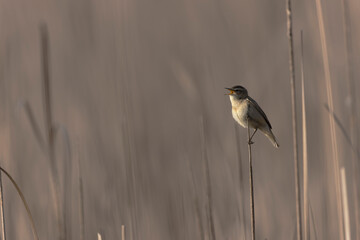 Acrocephalus schoenobaenus Sedge Warbler perching on reed, singing or in flight