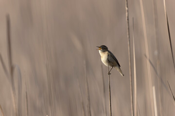 Acrocephalus schoenobaenus Sedge Warbler perching on reed, singing or in flight