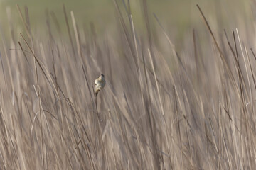 Acrocephalus schoenobaenus Sedge Warbler perching on reed, singing or in flight