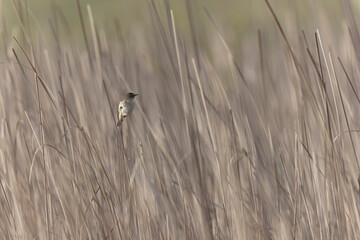 Acrocephalus schoenobaenus Sedge Warbler perching on reed, singing or in flight