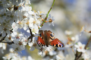 Nahaufnahme eines Tagpfauenauge. Schöner Schmetterling Deutschlands.
