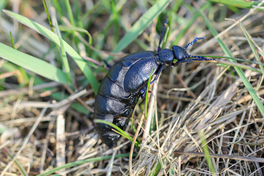 Portrait eines Schwarz Blauen &Ouml;lk&auml;fer. Diese K&auml;fer sind giftig und sondern eine giftige gelbe Substanz ab.
