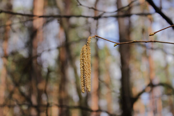 Aspen catkins on a branch close up. Forest in early spring