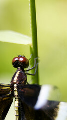 vertical macro shot of a black dragonfly with brown compound eyes perching on a green plant stem 