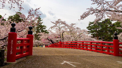 弘前城　桜　杉の大橋　絶景