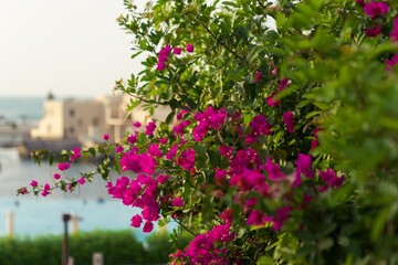 Pink blooming flowers in the hotel complex