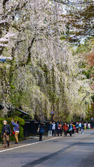 Naklejka premium 角館の枝垂れ桜と観光客 東北 秋田