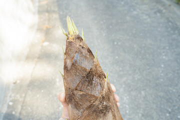 筍の文字入れ背景素材