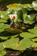 nenuphare