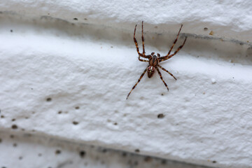 Nahaufnahme einer Gartenkreuzspinne an einer Wand.
