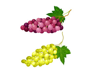 Red and white bunches of grapes. Ripe fresh berries vector illustration