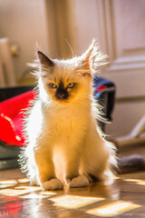 chaton