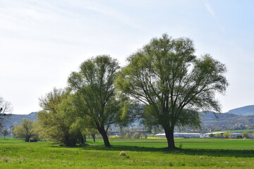 Sumpfbäume im Frühling