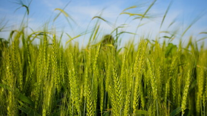 young green ears of wheat in the field