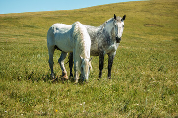 Rural outdoor scene of two white and grey colored Percheron horses stand grazing in the pasture...