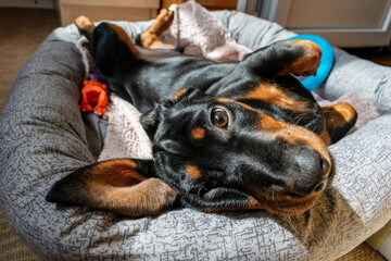 Beautiful dachshund dog in sunny living room.