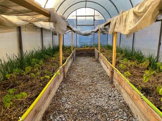 Greenhouse  with seedling for eco farming