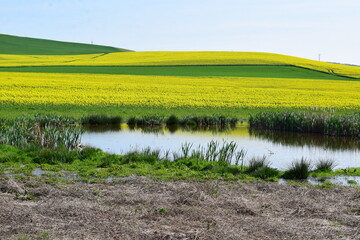kleiner Sumpfsee am Rande der gelben FElder