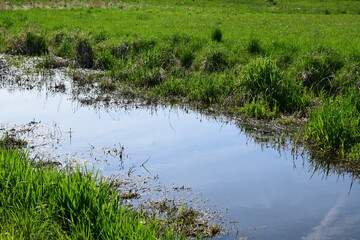 kleiner Bach im Sumpfgebiet