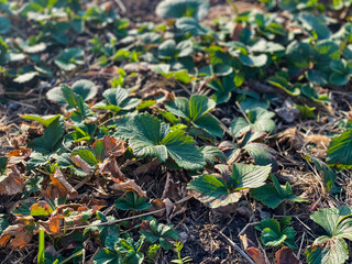 Strawberry leaf on ground garden bed