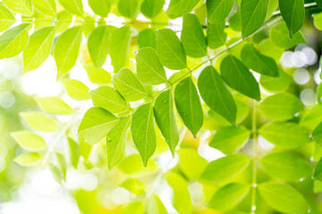 Green leaves wallpaper