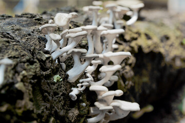 Mushrooms on dead trees