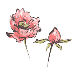 Poppy flowers. Illustration of poppy buds. Watercolor. Hand drawn. Vector stock.