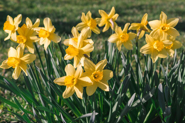 Fototapeta premium Daffodil bushes. Beautiful flowers of daffodils narcissus , grass, garden, nature, spring, close-up, field