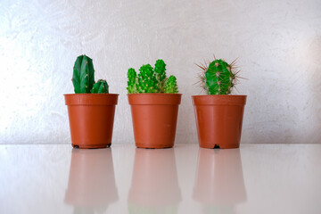 three cactus on white table