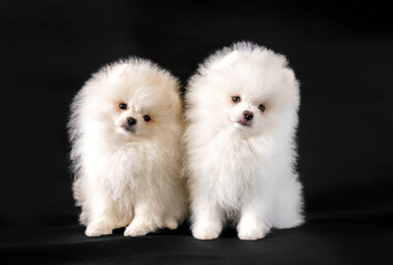 Two white, fluffy puppies on a black background. Pomeranian spitz dogs.