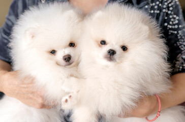 Two white, fluffy puppies on arms. Pomeranian spitz dogs.