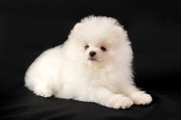 White Spitz on a black background, studio photo. Cheerful, fluffy Pomeranian.