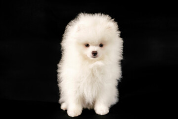 White Spitz on a black background, studio photo. Cheerful, fluffy Pomeranian.