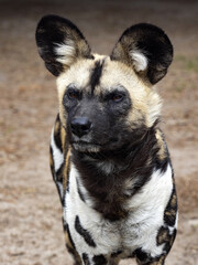 African wild dog, Lycaon pictus, a dreaded African predator, hunts in packs. - 500932879