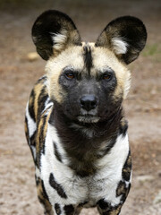 African wild dog, Lycaon pictus, a dreaded African predator, hunts in packs. - 500932881