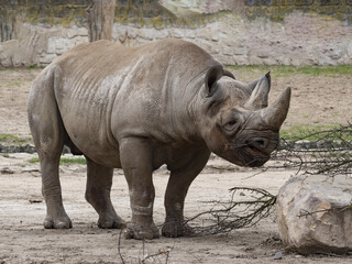 Black rhinoceros, Diceros bicornis michaeli, like all rhinos, belong to endangered species.