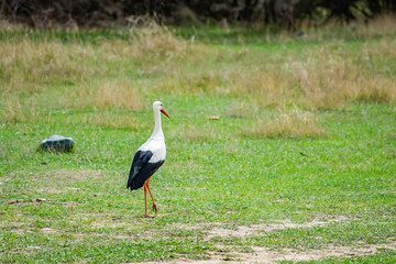 The white stork stands on the ground. Storks in nature