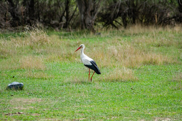 Obraz na płótnie Canvas The white stork stands on the ground. Storks in nature