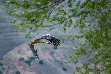 Flight of the white stork. Stork flying in the wild nature. Wingspan