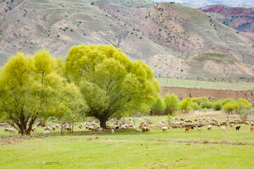 Fototapeta premium Sheep and goats in a green meadow under big trees. Sheep and goat farm