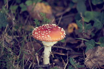 Amanite tue mouche .