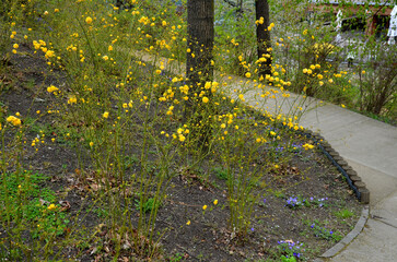 slope garden with heather near concrete sidewalk zigzagging with park. stands in dense clumps. in...