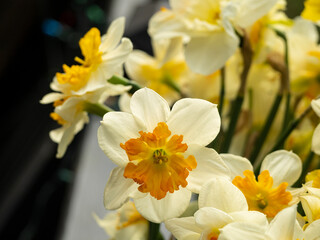 Orange white and yellow daffodils