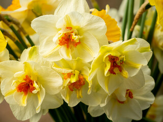 Naklejka na ściany i meble Orange white and yellow daffodils