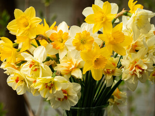 Naklejka na ściany i meble daffodil bouquet
