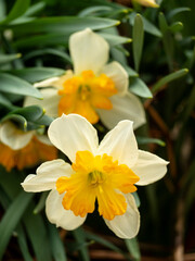 Obraz na płótnie Canvas yellow and orange and white daffodil