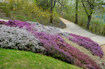 slope garden with heather near concrete sidewalk zigzagging with park. stands in dense clumps. in the background bushes yellow flowering